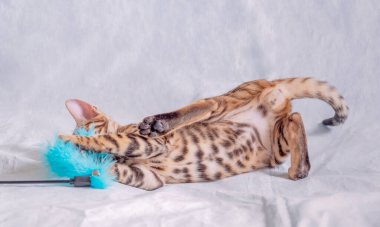 Genç bir Bengal kedisi uzanmış mavi tüylü bir oyuncakla oynuyor ve onu pençeleriyle yakalıyor..