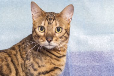 Mavi arka planda genç bir Bengal kedisinin ağzı. Kameraya bak.