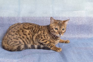 Genç Bengal kedisi mavi arka planda yatar ve kameraya bakar.