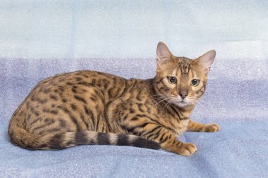 Genç Bengal kedisi mavi arka planda yatar ve kameraya bakar.