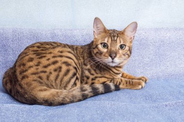 Genç Bengal kedisi mavi arka planda yatar ve kameraya bakar.
