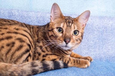 Genç Bengal kedisi mavi arka planda yatar ve kameraya bakar.