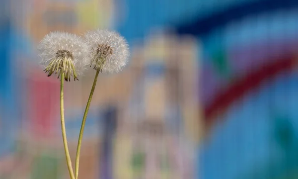 Zwei Weiße Flauschige Löwenzahne Stehen Auf Einem Farbigen Blau Abstrakten — Stockfoto