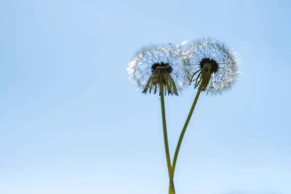 Two White Fluffy Dandelions Stand Blue Summer Sky — Foto Stock