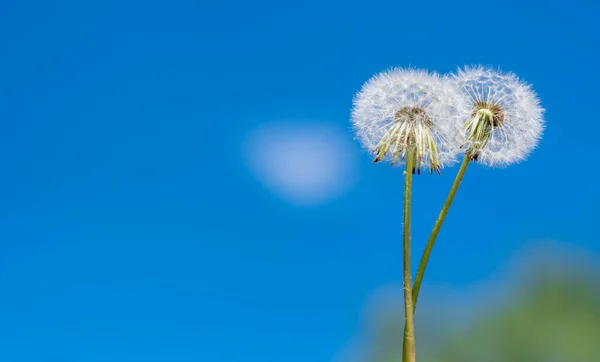 Deux Pissenlits Pelucheux Blancs Dressent Contre Ciel Bleu Été — Photo