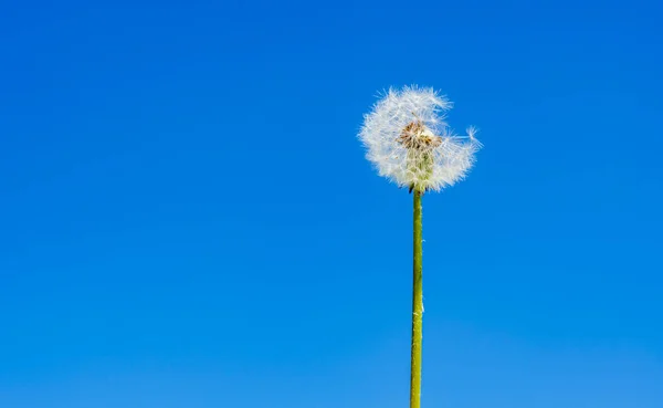 Weißer Flauschiger Einsamer Feldlöwenzahn Steht Vor Dem Blauen Frühlingshimmel — Stockfoto