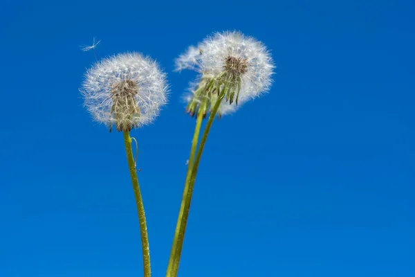 Trois Pissenlits Blancs Contre Ciel Bleu Printanier Parachute Avec Une — Photo