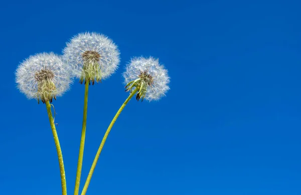 Drei Weiße Feldlöwenzahne Vor Blauem Frühlingshimmel — Stockfoto