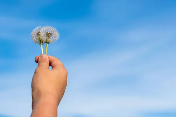 Die Hand Eines Kindes Hält Zwei Reife Vorfahren Und Flauschige — Stockfoto