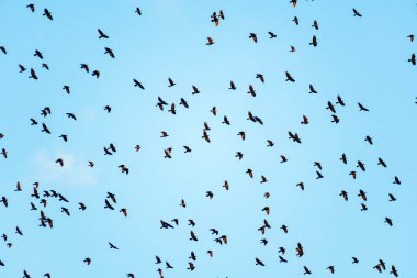 Mavi bulutlu gökyüzünde büyük bir kara kuş sürüsü uçar. Kuşların sonbahar göçü.
