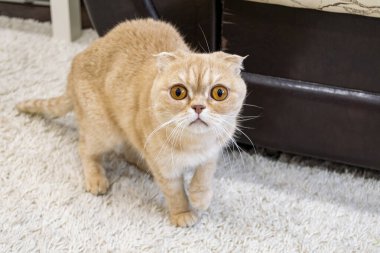 Genç bir yerli katlanan İskoç kedisi büyük sarı gözleriyle kameraya bakıyor. Bir apartman dairesinin içi..