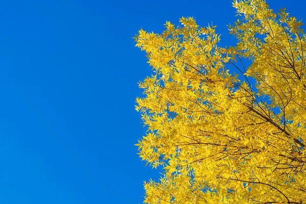 Açık Mavi Sonbahar Gökyüzünün Arka Planında Parlak Sarı Ağaçlar Parlak — Stok fotoğraf