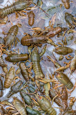 Canlı yeşil kerevit, akan bir su kabının dibinde sürünüyor. Taze yemek..