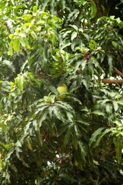 Mango ağacı