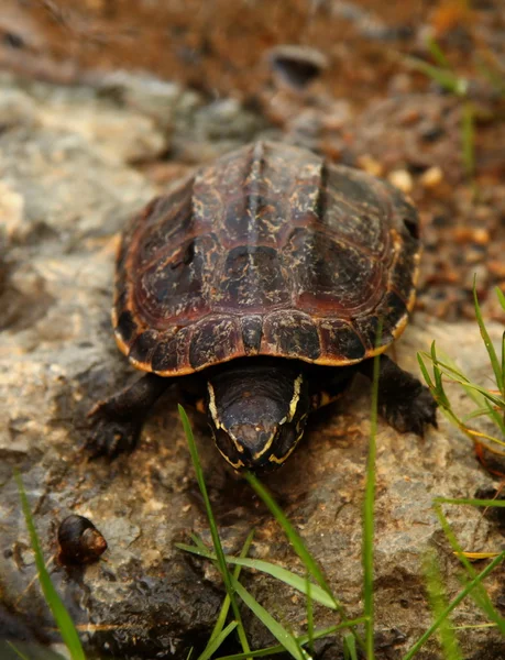 Malaiische Schnecken fressende Schildkröte Stockbild