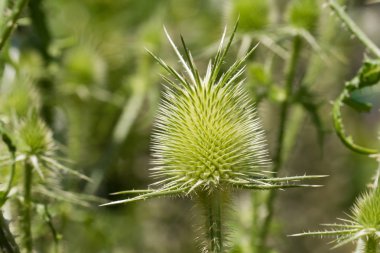 Dipsacus ferox loisel