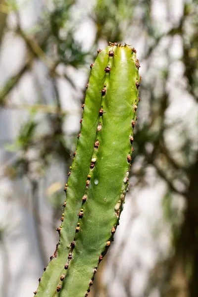 Euphorbia canariensis - cactus — Stockfoto