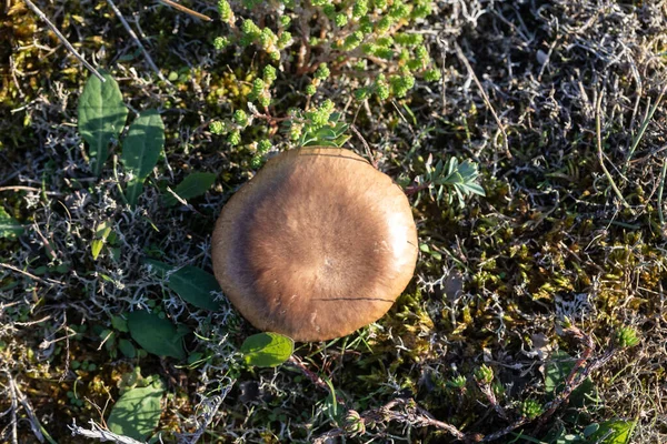 Essbarer Brauner Pilz Pleurotus Eryngii Aus Den Dünen Des Französischen — Stockfoto