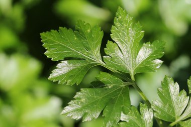 maydanoz yaprakları