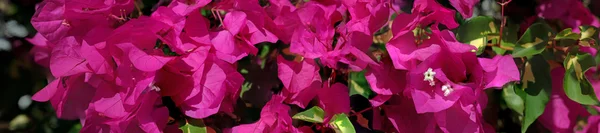 Панорама фиолетовых цветов и зелени — стоковое фото