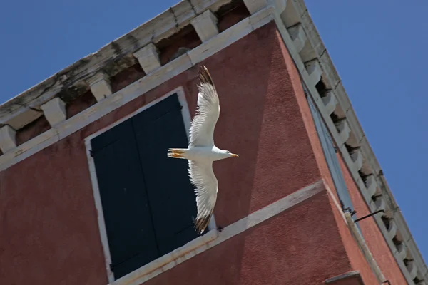 Volando en el cielo azul la gaviota — Foto de Stock