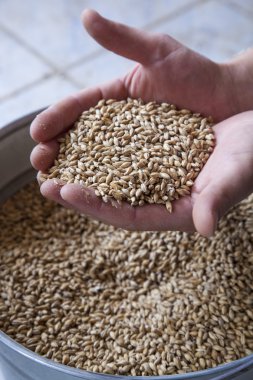arka plan üzerinde elinde bira malt