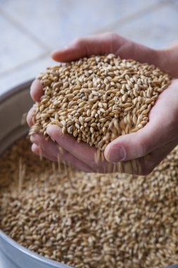 arka plan üzerinde elinde bira malt
