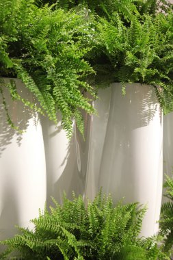 Yeşil eğreltiotu olan beyaz seramik vazo