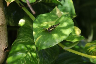 Yeşil yaprakların arasında tropik Kelebek