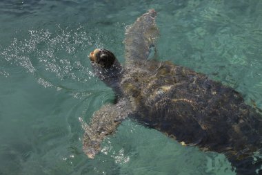 Suyun altında yüzen yeşil deniz kaplumbağası.