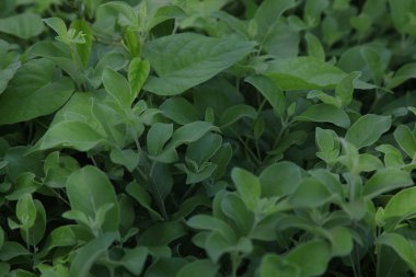 yeşil yaprakların arkaplan dokusu