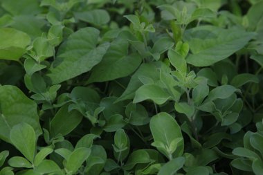 yeşil yaprakların arkaplan dokusu