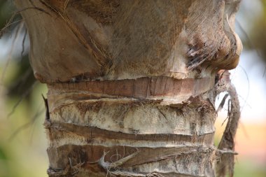 Dilimlenmiş avuç içi doku makrosu