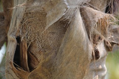 Dilimlenmiş avuç içi doku makrosu