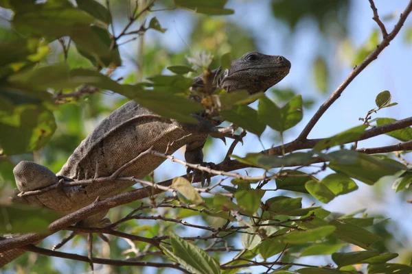 Iguane Sur Les Branches Arbre Ciel — Photo