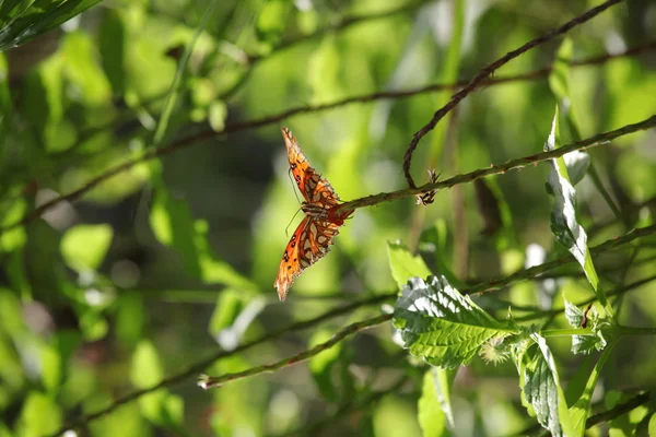 Papillon Tropical Parmi Feuillage Vert — Photo