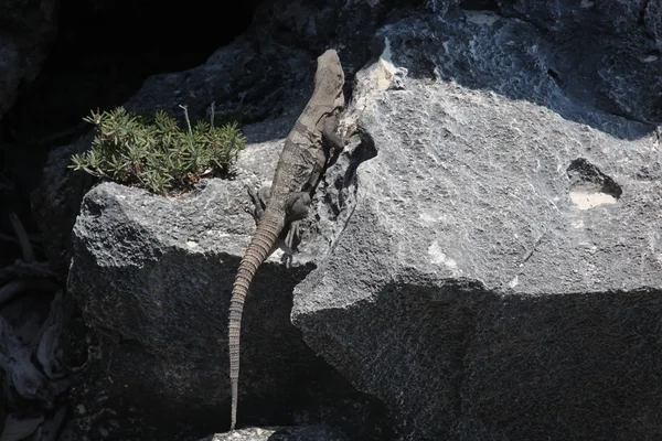 灰色の岩の上の大きなイグアナは — ストック写真