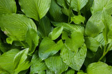 Yağmur damlalı yeşil yapraklar