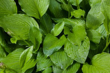 Yağmur damlalı yeşil yapraklar