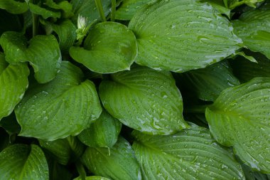 Yağmur damlalı yeşil yapraklar