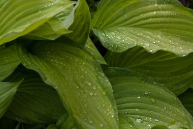 Yağmur damlalı yeşil yapraklar