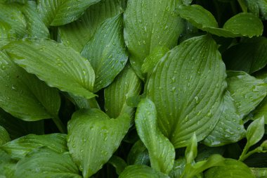 Yağmur damlalı yeşil yapraklar