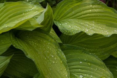 Yağmur damlalı yeşil yapraklar