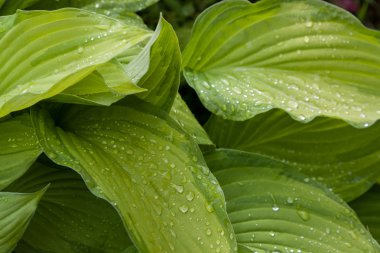 Yağmur damlalı yeşil yapraklar