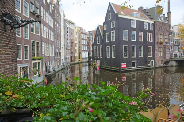 Canais Amsterdã Outono Com Grama Verde — Fotografia de Stock