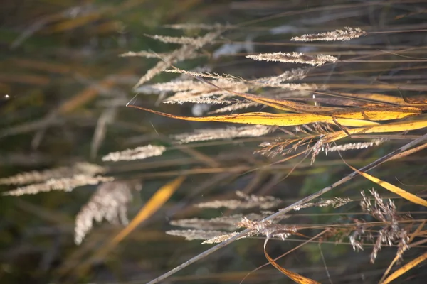 Herbe Automne Dans Lumière Soleil Chaud — Photo