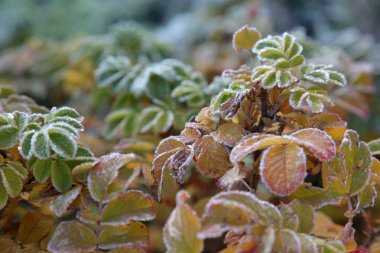 yeşil çimenlerin üzerinde beyaz Don