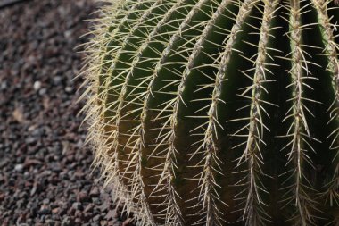 İğneli yeşil kaktüs