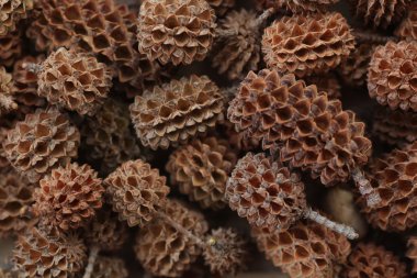 Kuru kahverengi küçük diken diken