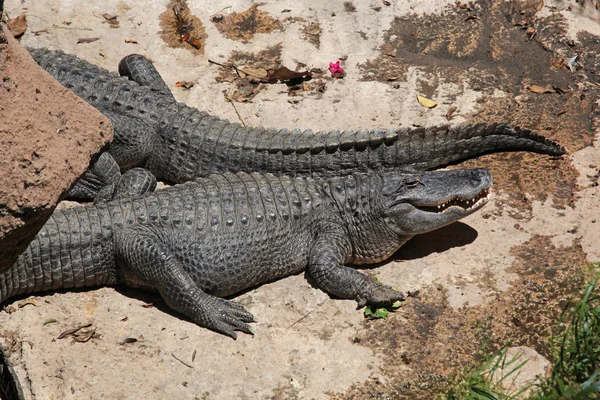 Crocodilos jazem na costa — Fotografia de Stock